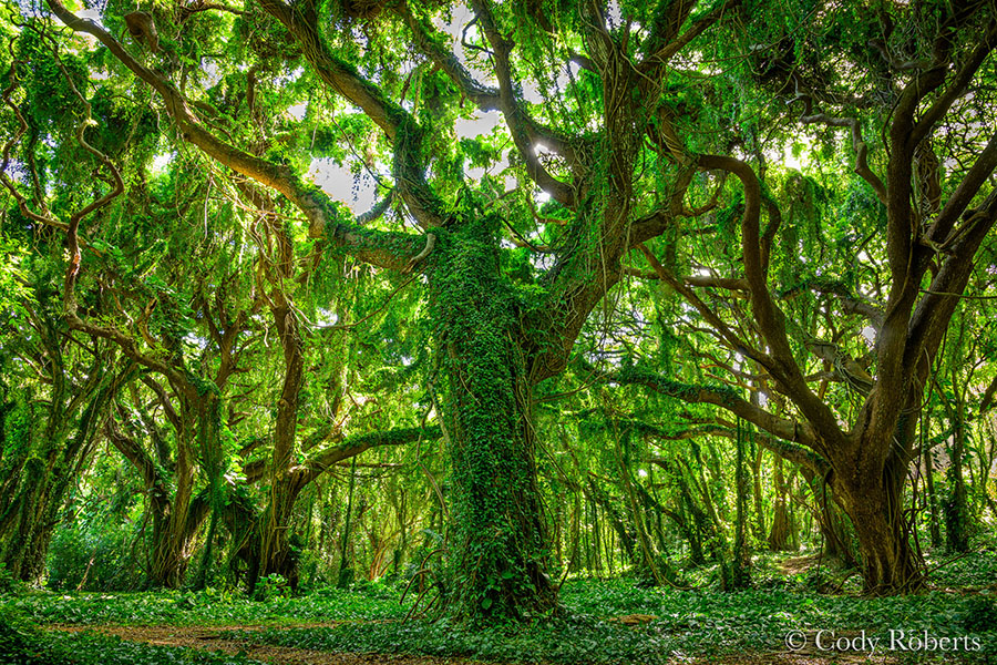 Maui Hawaii Tropical Jungle